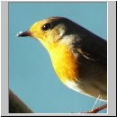 Erithacus rubecula - Rotkehlchen 16.jpg